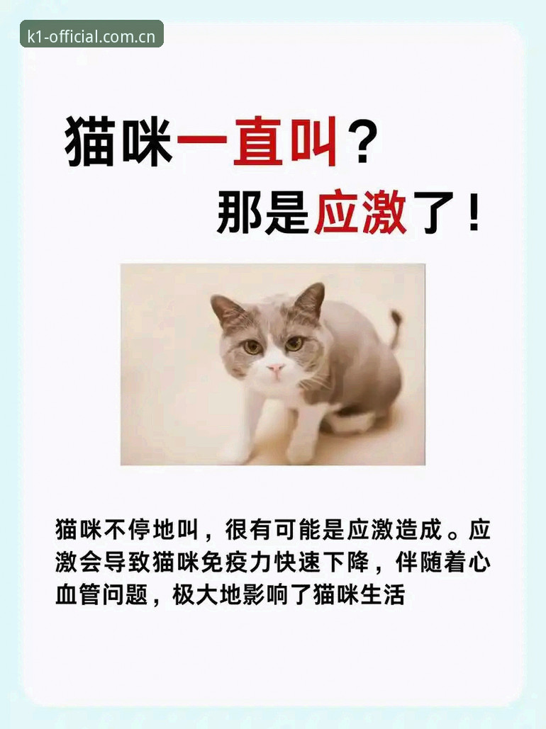 深度揭秘K1体育平台：替代K1赛事数据站的真相，你可能一直选错了